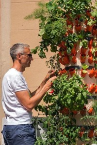 Veve piante in terrazzo