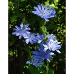 Bach Chicory Flowers-600x600-600x600