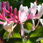 Honeysuckle (1)