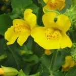 mimulus