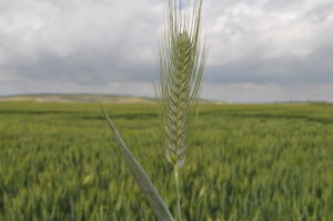 Tritordeum_orzo_selvatico