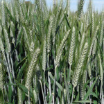 Tritordeum_orzo_selvatico