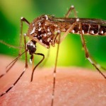 Il_virus_Zika_anche_in_Italia_e_Spagna