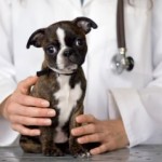 veterinario