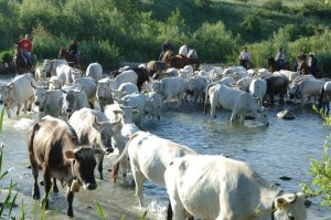 Dal_27_al_30_maggio_la_transumanza_un_rituale_antico_con_presenza_di_tanti_ragazzi