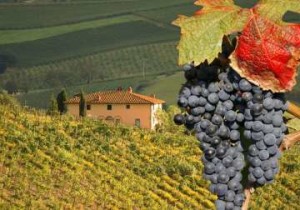 vino-chianti-classico-caratteristiche-abbinamenti-e-proprieta-organolettiche-80_1866_1596x982