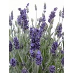 lavanda