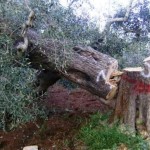 xylella-fastidiosa-nature